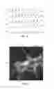 Fig. 12 - Systems, methods, and workflows for optogenetics analysis