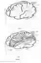 Fig. 25 - Physiological phantoms incorporating feedback sensors and sensing materials