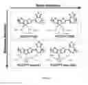 Fig. 09 - Formation and structure of lyotropic liquid crystalline mesophases in donor-acceptor semiconducting polymers