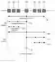 Fig. 01 - Differential sound reproduction