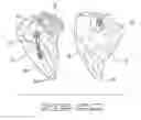 Fig. 08 - BIG POULTRY CUT-UP METHOD