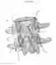 Fig. 22 - Vertebral support device