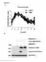 Fig. 02 - Interaction of methylated LSD1 and CHD1, a compound inhibiting this interaction for use in therapy, and a screening method for such a compound