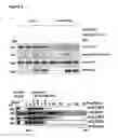 Fig. 07 - Interaction of methylated LSD1 and CHD1, a compound inhibiting this interaction for use in therapy, and a screening method for such a compound