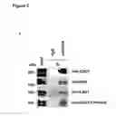 Fig. 08 - Interaction of methylated LSD1 and CHD1, a compound inhibiting this interaction for use in therapy, and a screening method for such a compound