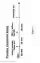 Fig. 02 - Compositions containing benzoate compound and tannic acid for treating central nervous system disorders