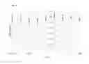 Fig. 02 - COMPOSITIONS AND METHODS OF TREATING VIRAL INFECTIONS