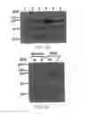 Fig. 02 - METHODS FOR ATTENUATING RELEASE OF INFLAMMATORY MEDIATORS AND PEPTIDES USEFUL THEREIN