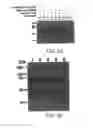 Fig. 03 - METHODS FOR ATTENUATING RELEASE OF INFLAMMATORY MEDIATORS AND PEPTIDES USEFUL THEREIN