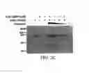 Fig. 04 - METHODS FOR ATTENUATING RELEASE OF INFLAMMATORY MEDIATORS AND PEPTIDES USEFUL THEREIN