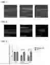 Fig. 02 - Peptide for preventing hearing loss, and composition comprising same