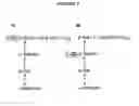 Fig. 02 - IMMUNOGENIC COMPOSITIONS