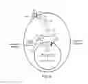 Fig. 09 - Capsid modified rAAV vectors and methods of use