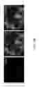 Fig. 06 - CHIMERIC VSV-G PROTEINS AS NUCLEIC ACID TRANSFER VEHICLES