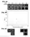 Fig. 06 - Dual-modality imaging probe for combined localization and apoptosis detection of stem cells