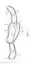Fig. 08 - Sequential mouth guard