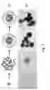 Fig. 02 - Hollow nanoparticles having a modulable metal core