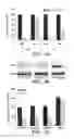Fig. 07 - TREATMENT METHOD, COMPOUNDS, AND METHOD OF INCREASING TRPV2 ACTIVITY