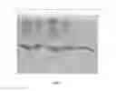 Fig. 06 - PROCESS FOR THE PURIFICATION OF RECOMBINANT PROTEINS