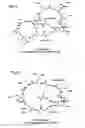 Fig. 02 - Proteins specific for pyoverdine and pyochelin