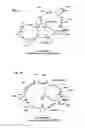 Fig. 02 - Proteins specific for pyoverdine and pyochelin
