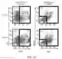 Fig. 04 - Genetically modified pig cells with an inactivated Etv2 gene