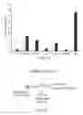 Fig. 05 - Genetically modified pig cells with an inactivated Etv2 gene