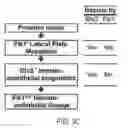 Fig. 07 - Genetically modified pig cells with an inactivated Etv2 gene