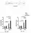 Fig. 08 - Genetically modified pig cells with an inactivated Etv2 gene
