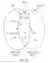 Fig. 09 - Genetically modified pig cells with an inactivated Etv2 gene