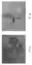 Fig. 16 - Genetically modified pig cells with an inactivated Etv2 gene