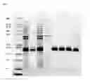 Fig. 02 - Polynucleotides encoding bispecific EGFR/IGF-IR binding molecules