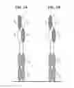 Fig. 02 - Monovalent antigen binding proteins
