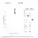 Fig. 09 - Monovalent antigen binding proteins