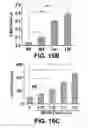Fig. 33 - ANTIBODIES TO TAU