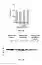 Fig. 41 - ANTIBODIES TO TAU