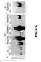 Fig. 44 - ANTIBODIES TO TAU