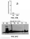 Fig. 45 - ANTIBODIES TO TAU