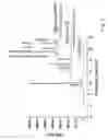 Fig. 08 - Beta-hexosyl-transferases and uses thereof
