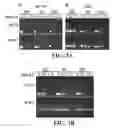 Fig. 04 - COMPOSITIONS AND METHODS FOR EFFICACIOUS AND SAFE DELIVERY OF SIRNA USING SPECIFIC CHITOSAN-BASED NANOCOMPLEXES