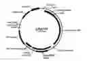 Fig. 01 - Methods of introducing multiple expression constructs into a eukaryotic cell