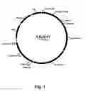 Fig. 02 - Methods of introducing multiple expression constructs into a eukaryotic cell