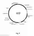 Fig. 06 - Methods of introducing multiple expression constructs into a eukaryotic cell