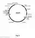 Fig. 07 - Methods of introducing multiple expression constructs into a eukaryotic cell
