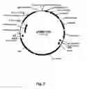 Fig. 08 - Methods of introducing multiple expression constructs into a eukaryotic cell