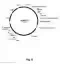 Fig. 09 - Methods of introducing multiple expression constructs into a eukaryotic cell