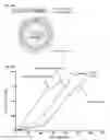 Fig. 02 - Compositions and methods for expressing polypeptides on the surface of cells