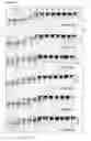 Fig. 04 - Cysteine proteases