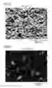 Fig. 04 - Composite plating film