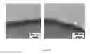 Fig. 51 - Flow-regulated growth of nanotubes